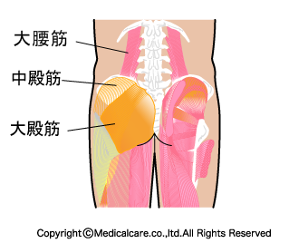 腰痛に関わる筋肉