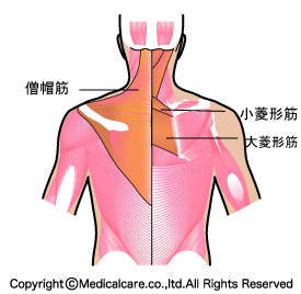 肩こり治療のポイントとなる筋肉